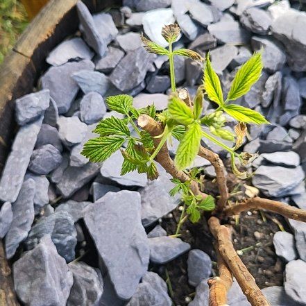 Photo of the plant species Glen Lyon Raspberry by @GoldenShallot57 named Walt on Greg, the plant care app