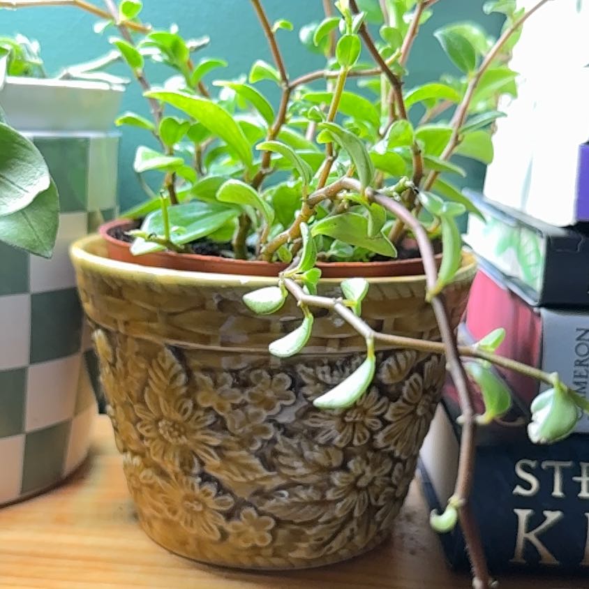 Photo of the plant species Cypress Peperomia by @AK_Growing_Wild named Norman on Greg, the plant care app