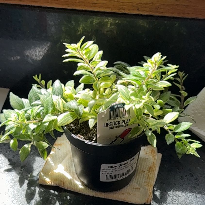 Photo of the plant species Bolero Bicolor Lipstick by @AK_Growing_Wild named Elle on Greg, the plant care app