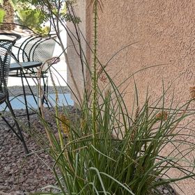 Photo of the plant species Red Hot Poker by @DaintyJicaro12 named Hamilton on Greg, the plant care app