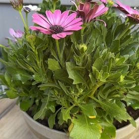 Photo of the plant species African Daisy by @AgileChaya19 named Michelle Branch on Greg, the plant care app