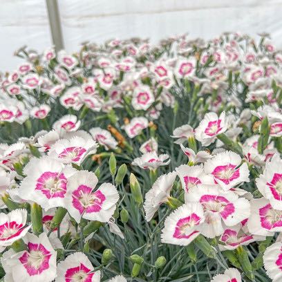 Photo of the plant species Border Carnation by @DollChayote43 named Orlando Bloom on Greg, the plant care app