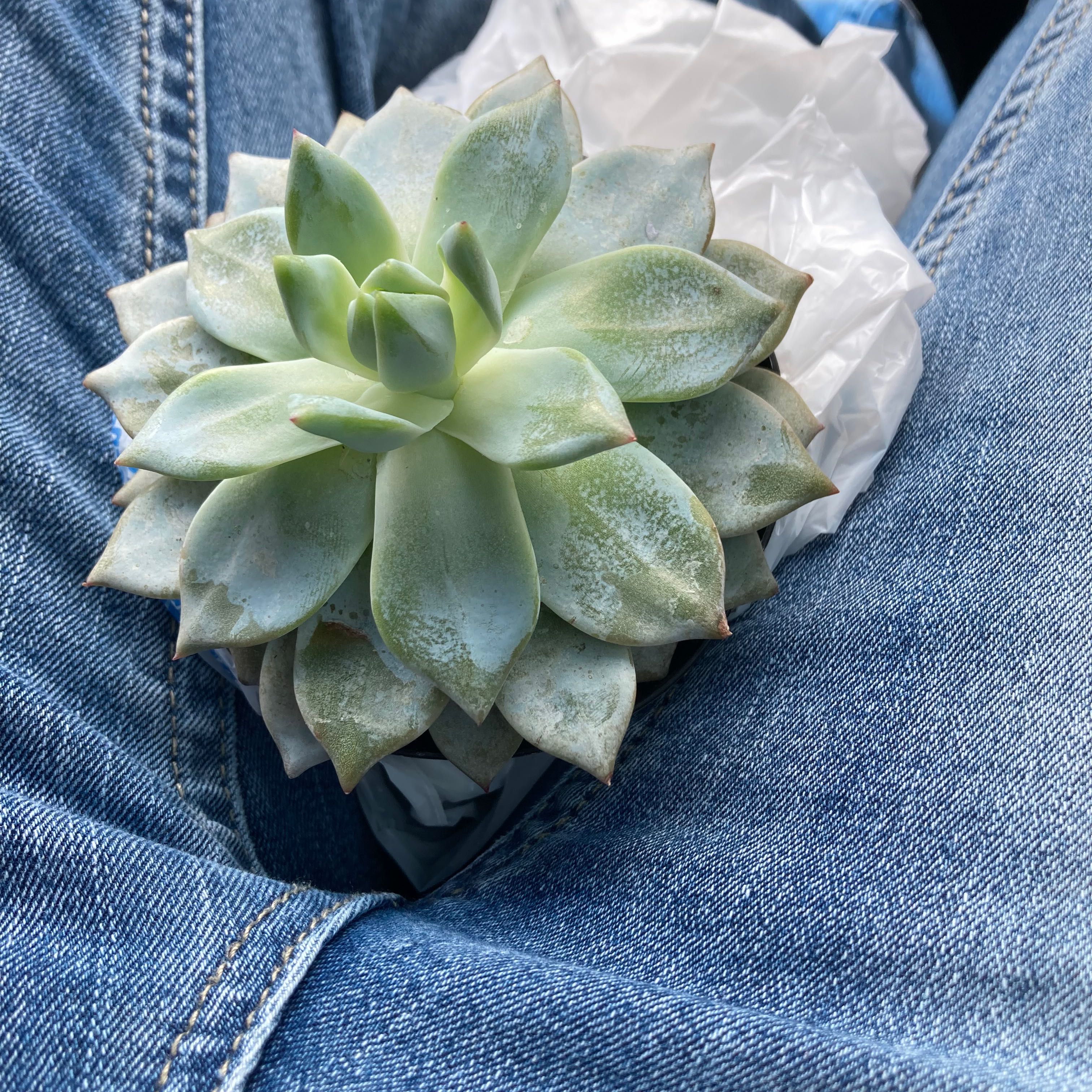 Photo of the plant species Blue Bird Echeveria by @JoysomeCatnip named Velma on Greg, the plant care app