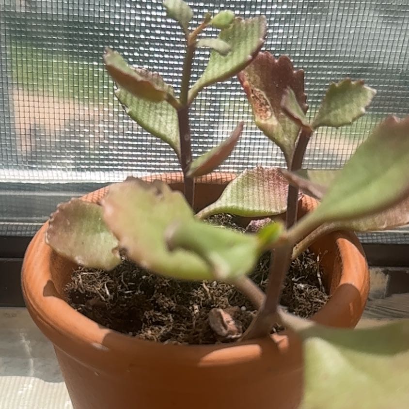 Photo of the plant species Kalanchoe longiflora var. coccinea by @CarefreeWychelm named James Dean on Greg, the plant care app