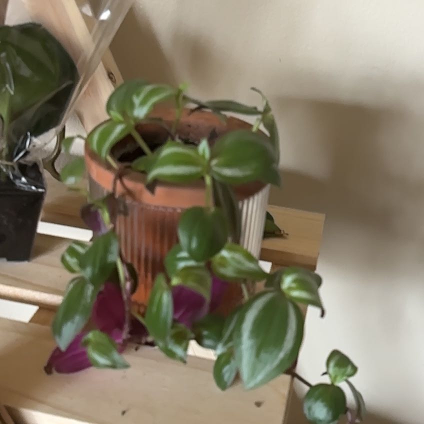 Photo of the plant species Wandering Dude 'Burgundy' by @ValidMarimo6 named Madonna on Greg, the plant care app