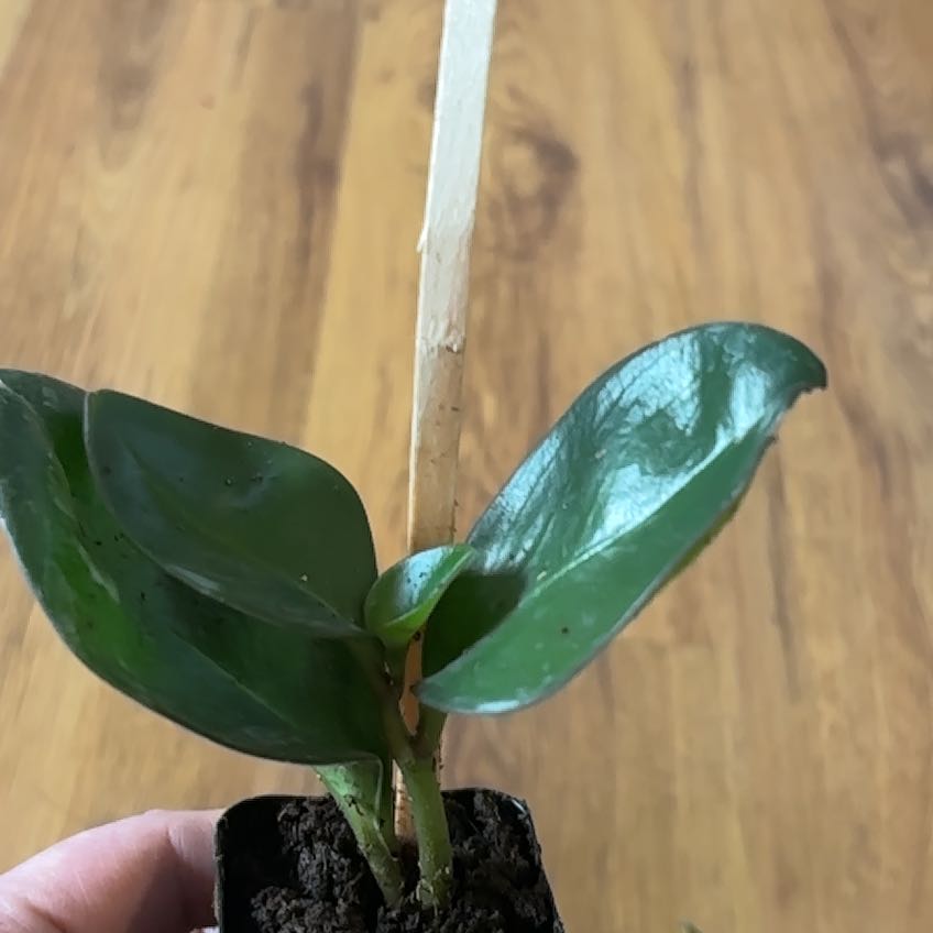 Photo of the plant species Peperomia Red Edge by @ValidMarimo6 named Zion on Greg, the plant care app