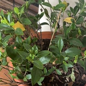 Photo of the plant species Gardenia by @ValidMarimo6 named Michelle Branch on Greg, the plant care app