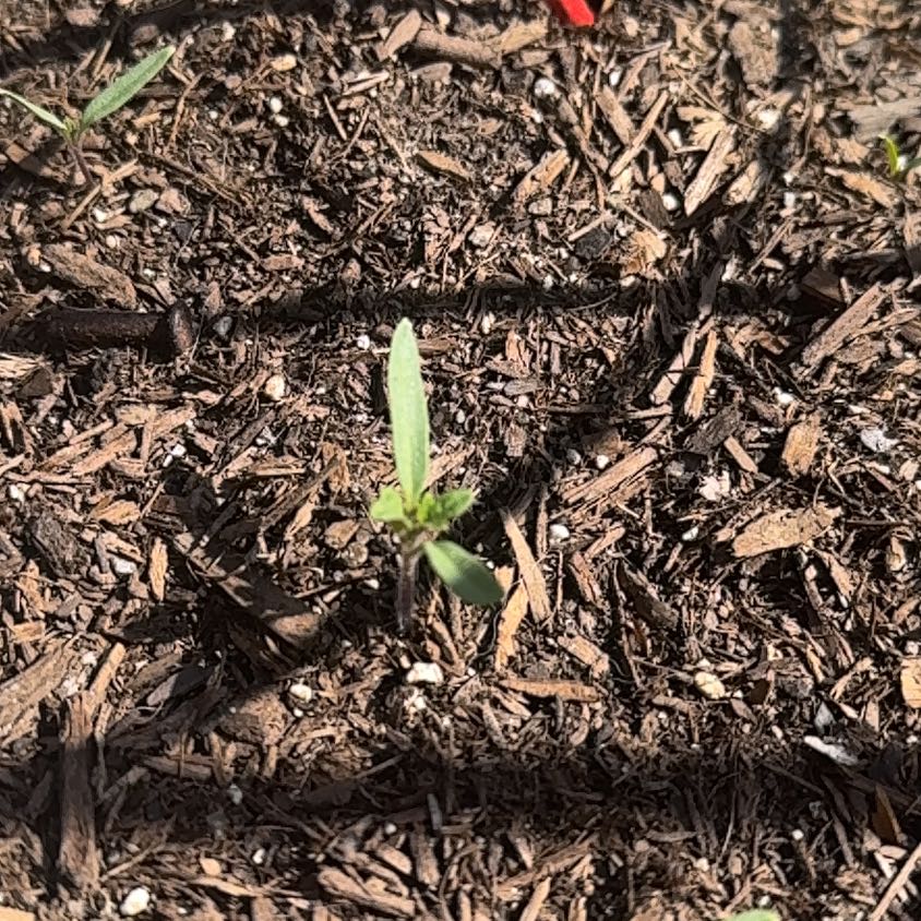 Photo of the plant species Cherry Tomato by @JJ1paz named Leonardo on Greg, the plant care app