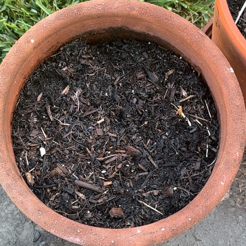 Photo of the plant species Italian Parsley by @JJ1paz named Daphne on Greg, the plant care app