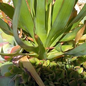 Photo of the plant species Twistleaf Yucca by @FirstKowhai94 named Osmo on Greg, the plant care app