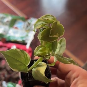 Photo of the plant species Variegated Peperomia Scandens by @DebonairWychelm named Girlfrond on Greg, the plant care app