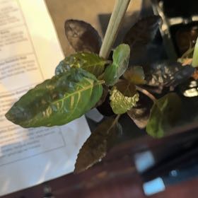 Photo of the plant species Purple Waffle Plant by @DebonairWychelm named Zeus on Greg, the plant care app