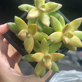 Photo of the plant species golden sedum lime gold by @SecureFanpalm83 named Kylie on Greg, the plant care app