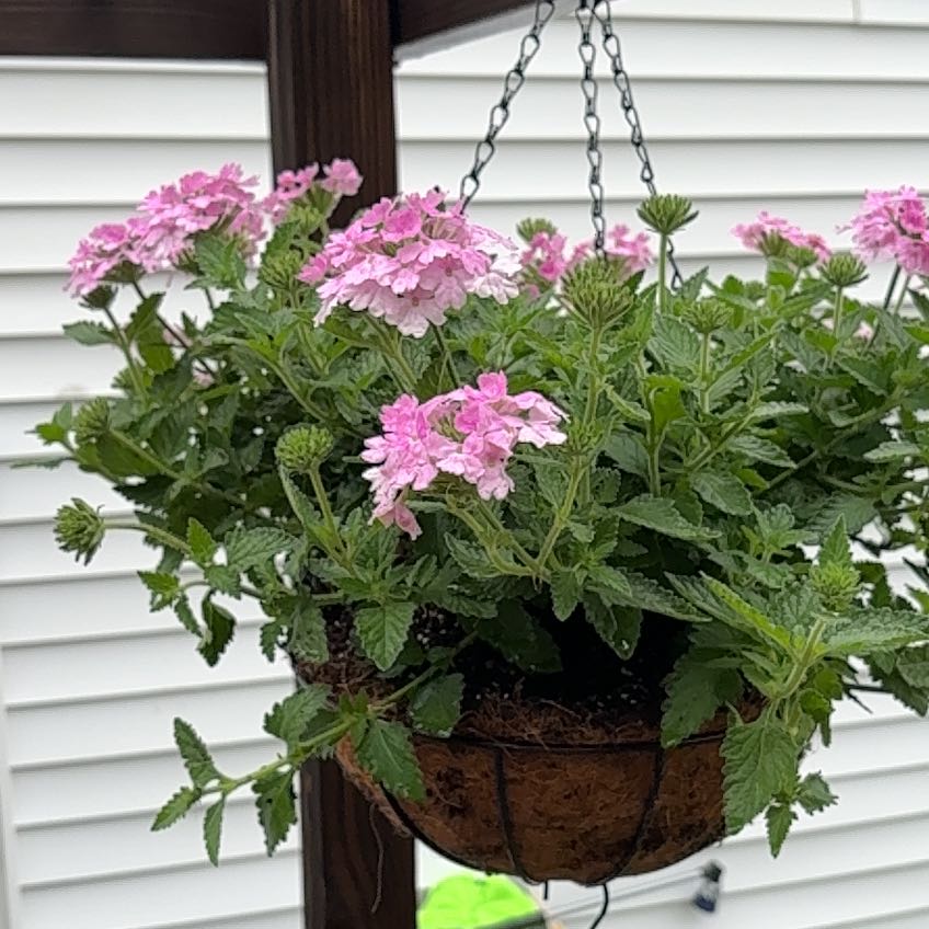 Photo of the plant species Verbena 'Superbena Pink Cashmere' by @LeadHedera79 named Pink Puss on Greg, the plant care app