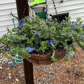 Photo of the plant species Blue My Mind Evolvulus by @LeadHedera79 named Purple Twerple on Greg, the plant care app