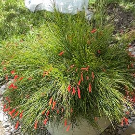 Photo of the plant species Firecracker Plant by @LeadHedera79 named Firecracker BUSH on Greg, the plant care app