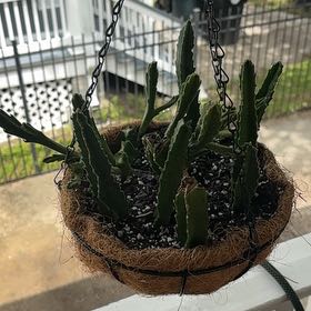 Photo of the plant species Starfish Flower Cactus by @LeadHedera79 named LOVE on Greg, the plant care app