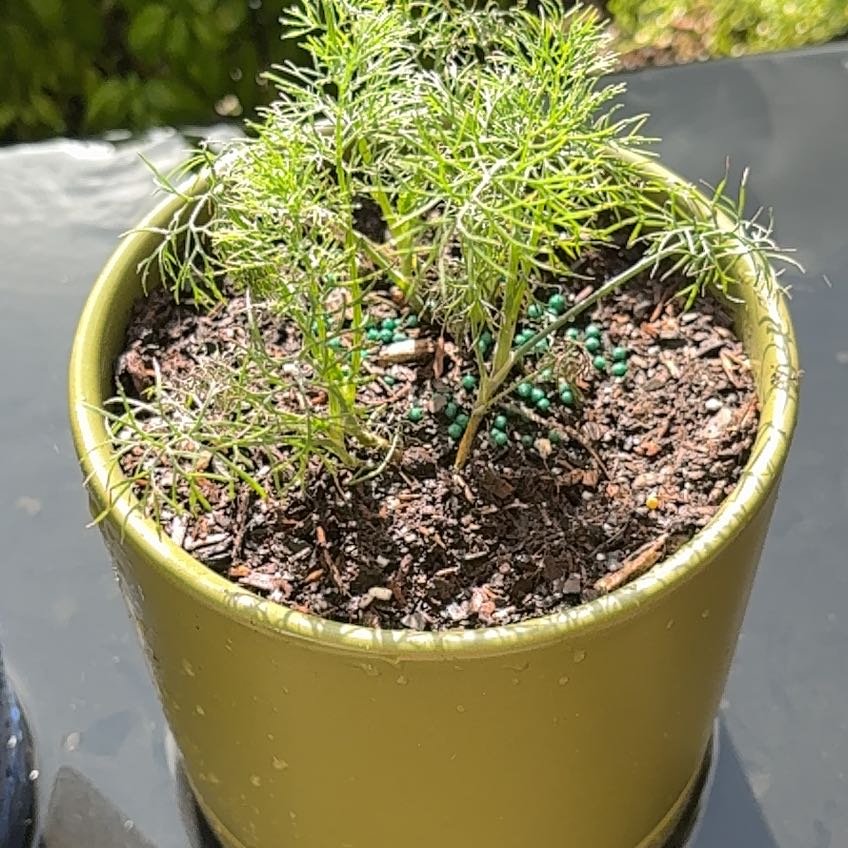 Photo of the plant species Dill by @LeadHedera79 named A Big Dill on Greg, the plant care app