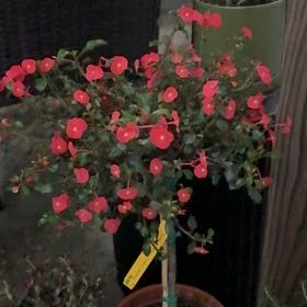 Photo of the plant species Thornless Crown of Thorns by @LeadHedera79 named Queen Roche Pussy on Greg, the plant care app