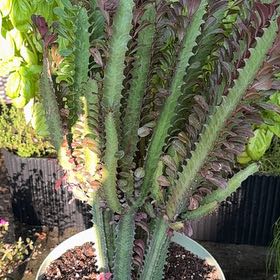 Photo of the plant species Royal Red African Milk Tree by @LeadHedera79 named Royal Red on Greg, the plant care app