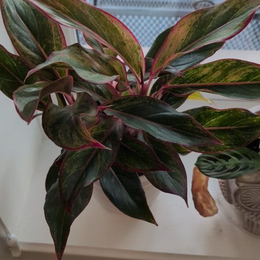 Photo of the plant species Suksom Jaipong by @austink named Red lass on Greg, the plant care app