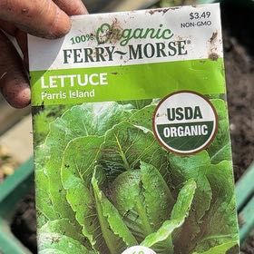 Photo of the plant species Leaf Lettuce by @RadSweetsop69 named Winston on Greg, the plant care app