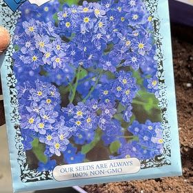 Photo of the plant species Asian Forget-Me-Not by @RadSweetsop69 named Achilles on Greg, the plant care app