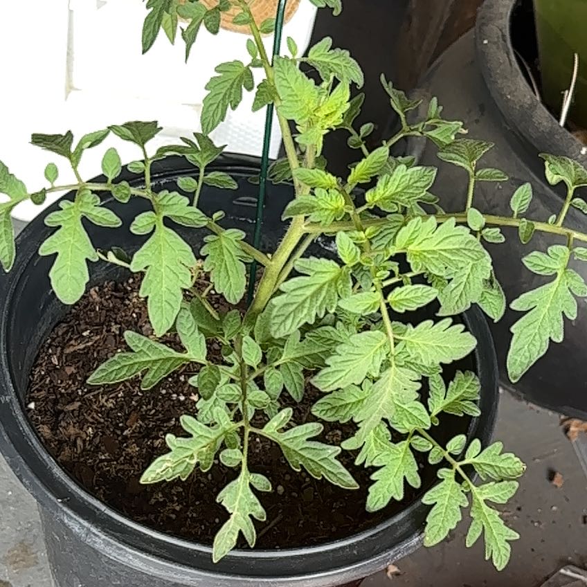 Photo of the plant species Beefsteak Tomato by @Slinky named Beefsteak Tomato on Greg, the plant care app