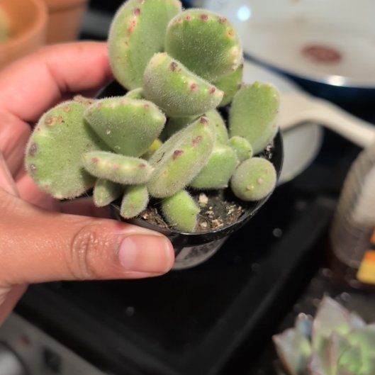 Photo of the plant species Cotyledon ladismithiensis 'Variegata' by @PetCapemay5 named Robert Plant on Greg, the plant care app