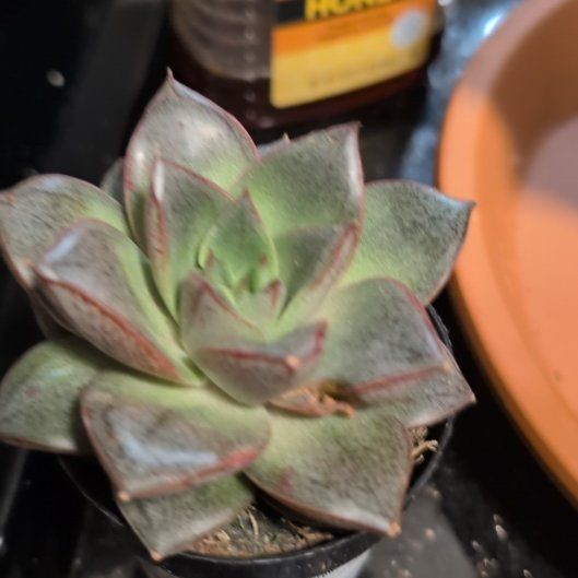 Photo of the plant species Echeveria purpusorum by @PetCapemay5 named Elle on Greg, the plant care app