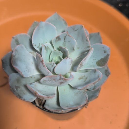 Photo of the plant species Echeveria Subsessilis by @PetCapemay5 named Treeyoncé on Greg, the plant care app
