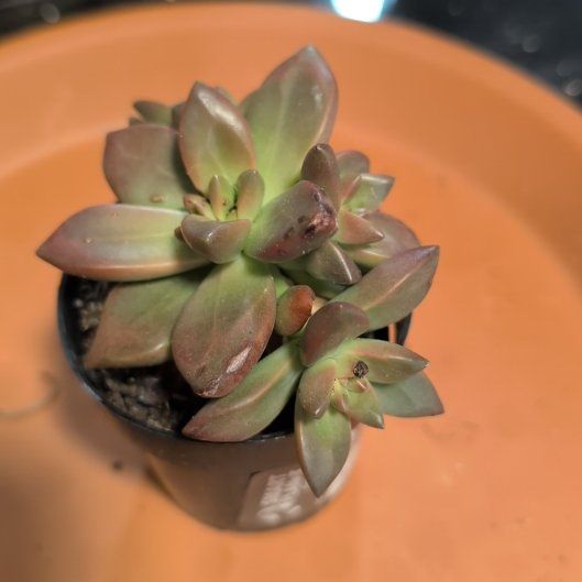 Photo of the plant species Sedeveria 'Sorrento™' by @PetCapemay5 named Beckham on Greg, the plant care app