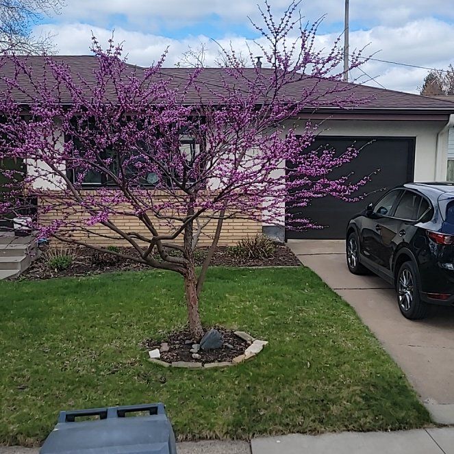 Photo of the plant species Judas Tree by @VipPurei52 named Planty on Greg, the plant care app