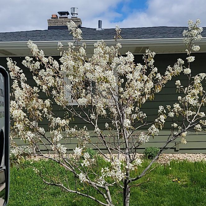 Photo of the plant species Serviceberry by @VipPurei52 named Morgan Treeman on Greg, the plant care app