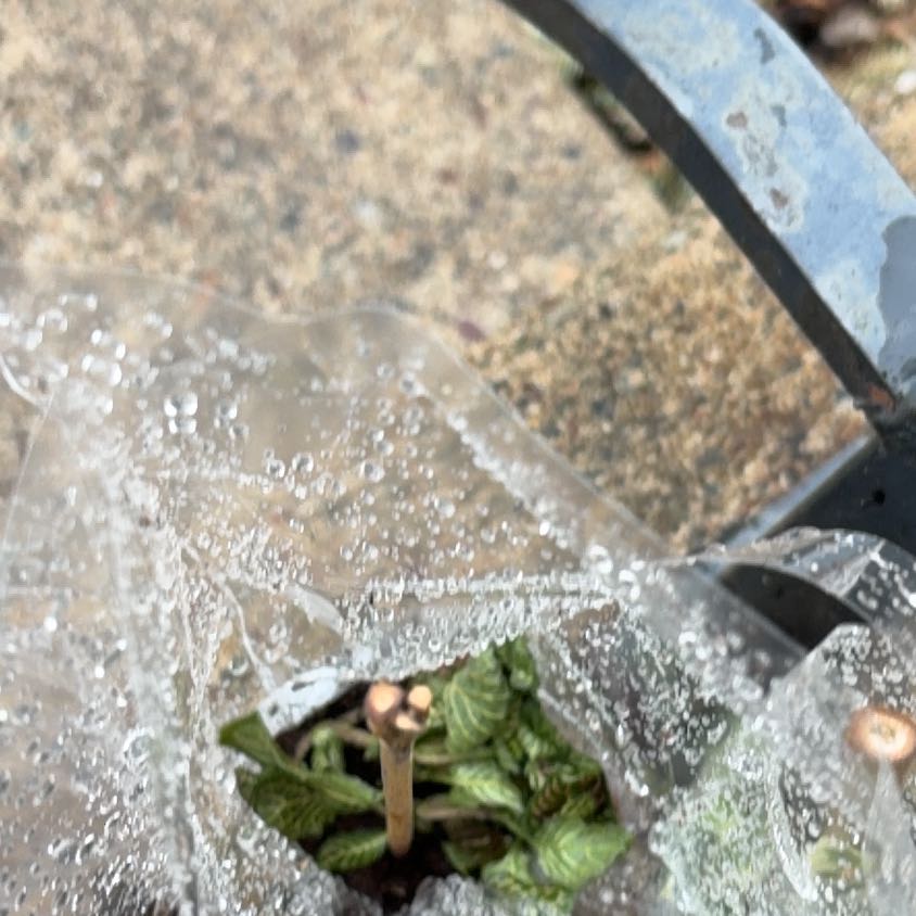 Photo of the plant species American Wintergreen by @HardyPuka65 named Beckham on Greg, the plant care app