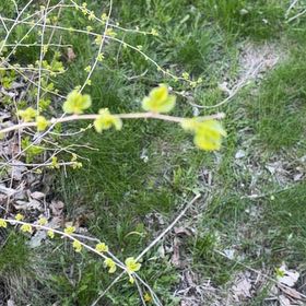 Photo of the plant species Fringe Cup by @HardyPuka65 named Gomez on Greg, the plant care app