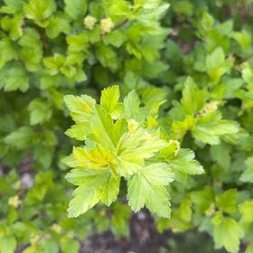 Photo of the plant species Gooseberry by @HardyPuka65 named Kardashian on Greg, the plant care app