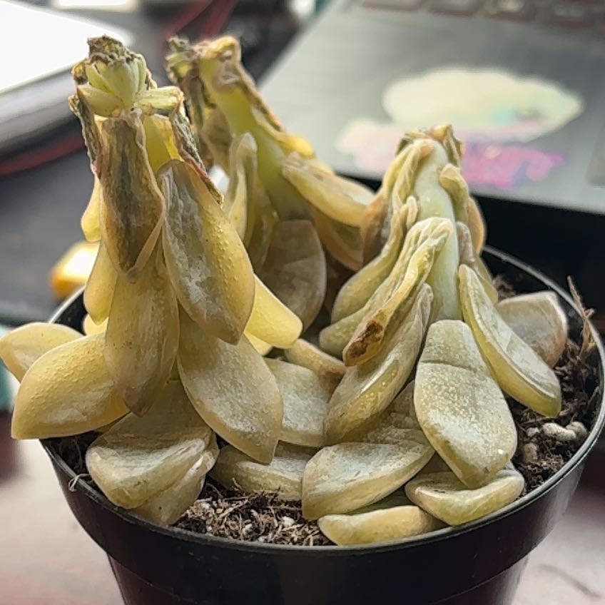 Photo of the plant species Graptopetalum Jester by @SirSweetbox39 named Morgan Treeman on Greg, the plant care app