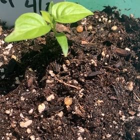 Photo of the plant species Carolina Reaper by @SugarGalega62 named Ronaldo on Greg, the plant care app
