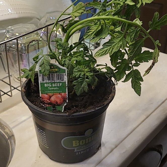 Photo of the plant species Big Beef Tomato by @robplant124 named Testosterone Terry on Greg, the plant care app
