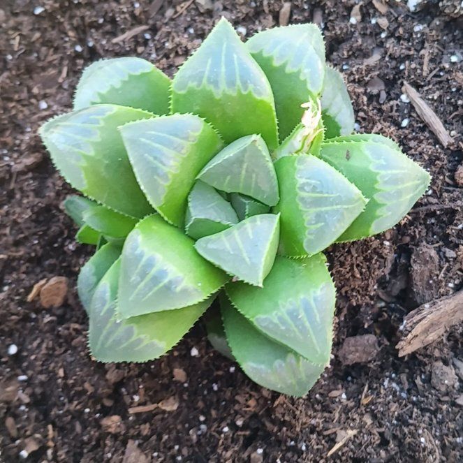 Photo of the plant species Haworthia mirabilis var. mundula by @RegnantPomelo61 named Remington on Greg, the plant care app