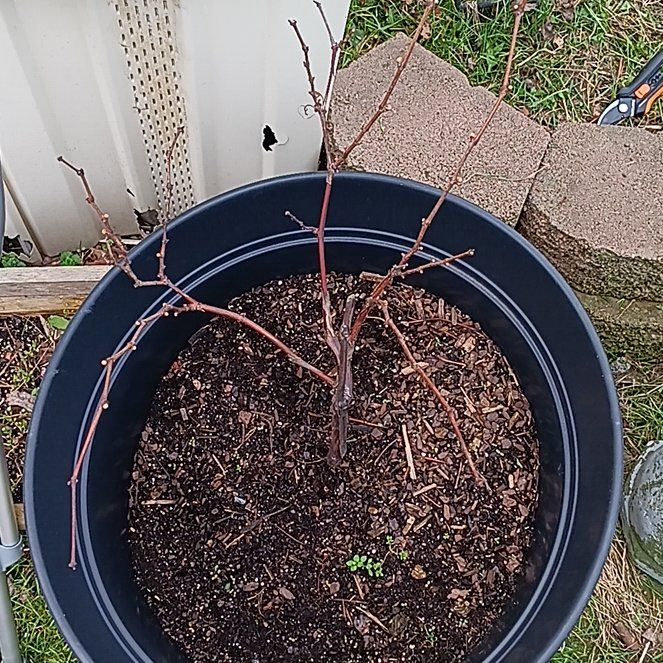 Photo of the plant species Concord Grape by @RegnantPomelo61 named Daphne on Greg, the plant care app