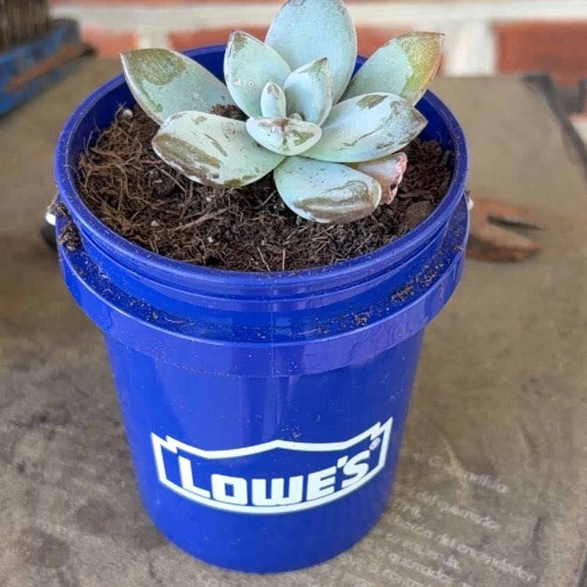 Photo of the plant species Pachyveria 'Powder Puff' by @sidneyperk7 named Maya on Greg, the plant care app