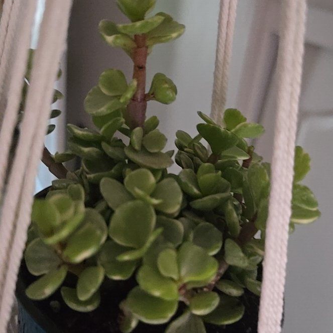 Photo of the plant species Portulacaria afra 'Manny' by @NurseCamphor27 named Chlorophil on Greg, the plant care app