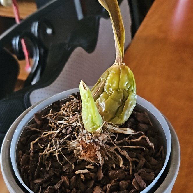Photo of the plant species Orchid by @GutsyKoa96 named Zion on Greg, the plant care app