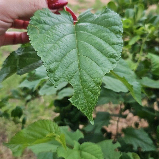 Photo of the plant species Littleleaf Linden by @GutsyKoa96 named LiloStitch on Greg, the plant care app
