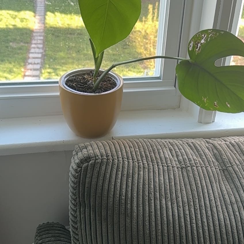 Photo of the plant species Monstera Borsigiana by @FitHautree37 named Hemingway on Greg, the plant care app