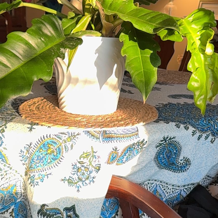 Photo of the plant species Tiger Tooth Philodendron by @YesPuriri68 named Gaga on Greg, the plant care app