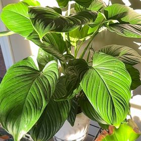 Photo of the plant species sunshine gem by @YesPuriri68 named Eva on Greg, the plant care app