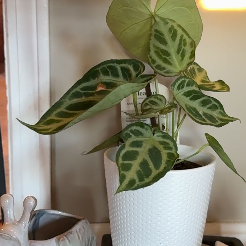 Photo of the plant species DocBlock Michelle by @YesPuriri68 named Planty on Greg, the plant care app